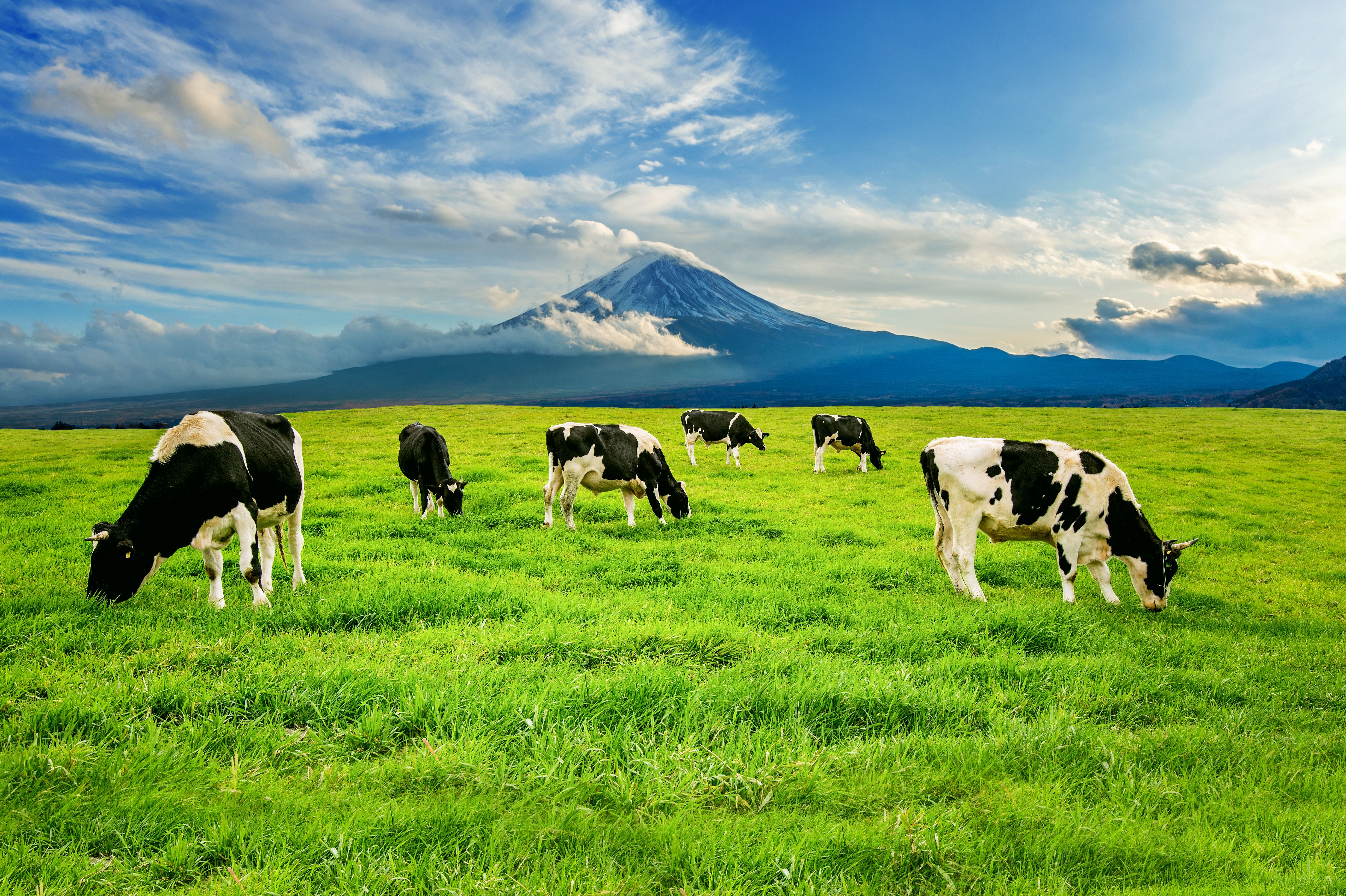 Livestock Farming - Meat and dairy production, poultry farming