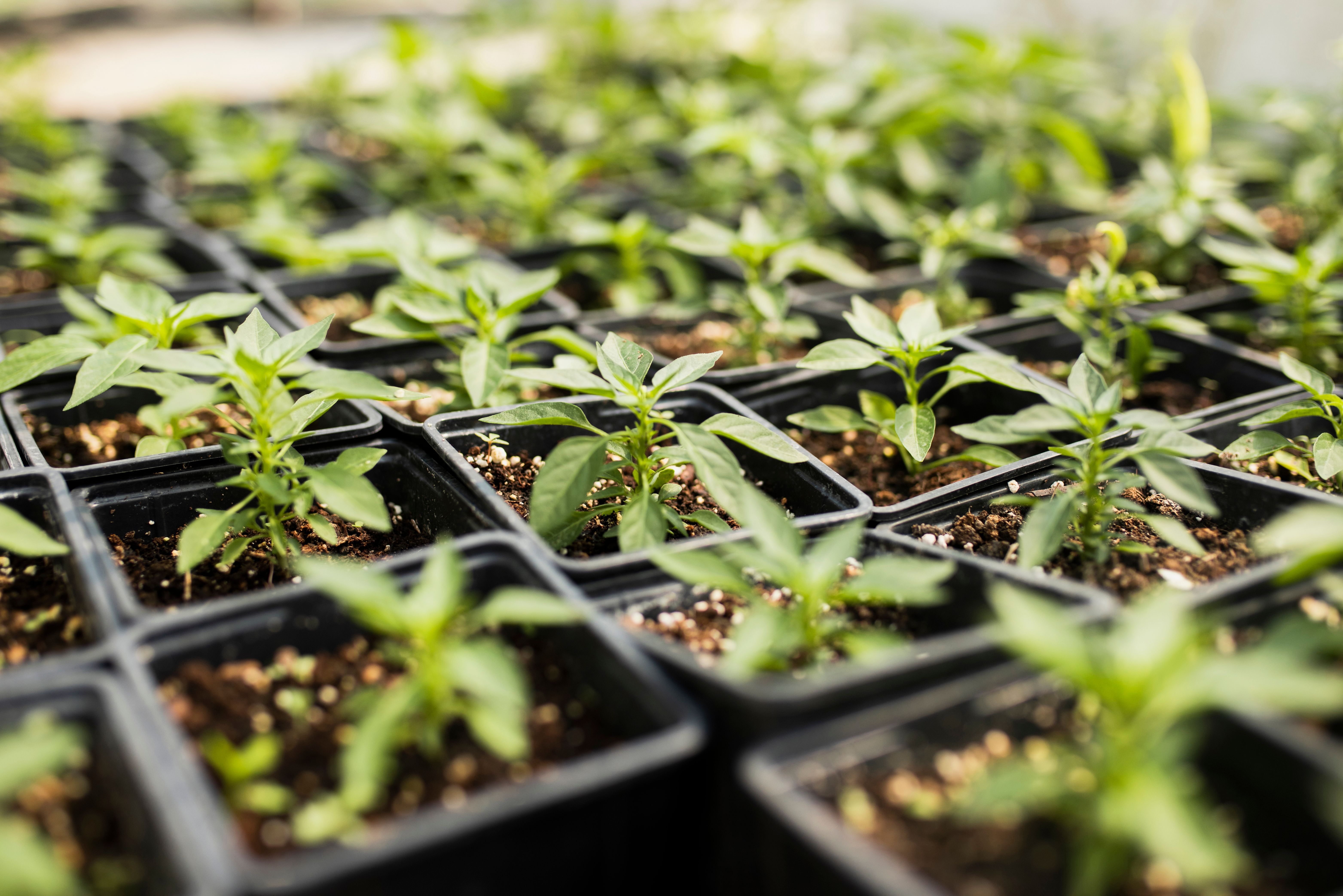 Crop Production - Grain crops, oilseeds, vegetables, greenhouse complexes
